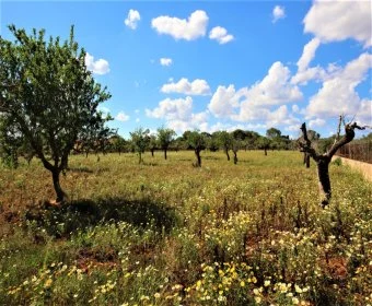 Venta Terrenos Porto Cristo