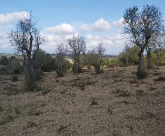 Venta Terrenos Petra
