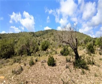 Sale Lands Son Servera