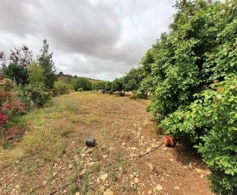 Sale Lands Son Carrio