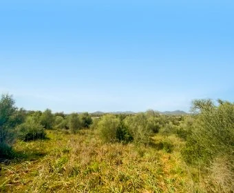 Sale Lands Sillot