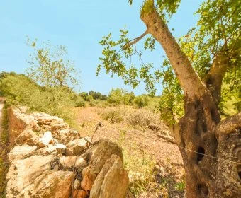 Sale Lands Calas de Mallorca