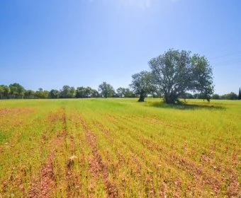 Verkauf landet Santanyí