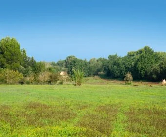 Venta Terrenos Manacor