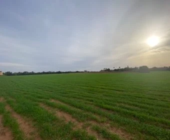 Verkauf landet Campos