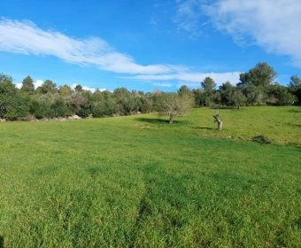 Sale Lands Son Servera