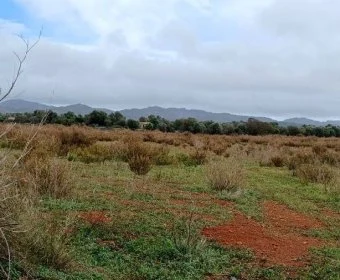 Venta Terrenos Felanitx