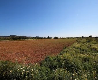 Venta Terrenos Manacor