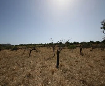 Sale Lands Son Carrio