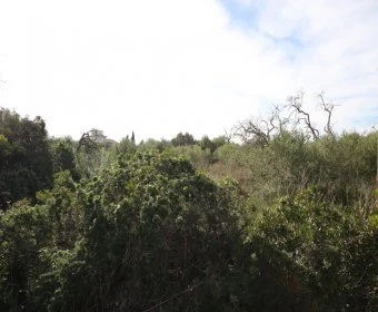 Venta Terrenos Felanitx