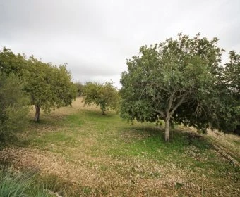 Venta Terrenos Sant Llorenç des Cardassar