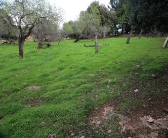 Verkauf Städtische Grundstücke Cala Ratjada