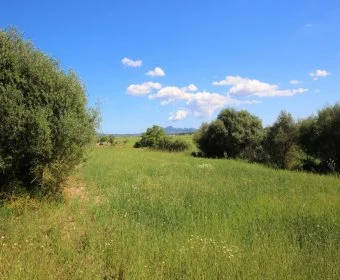 Verkauf landet Vilafranca de Bonany