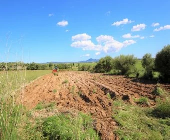 Verkauf landet Vilafranca de Bonany