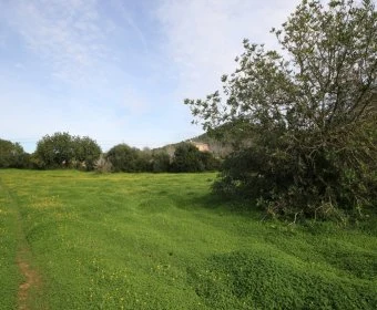 Venta Terrenos Felanitx