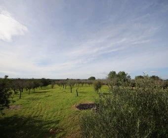Venta Terrenos Felanitx