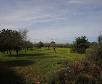 Venta Terrenos Felanitx