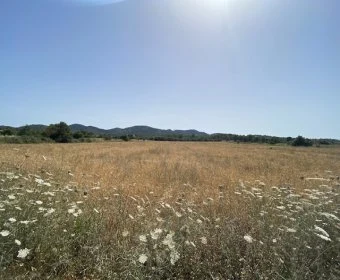 Land for sale in Manacor Mallorca