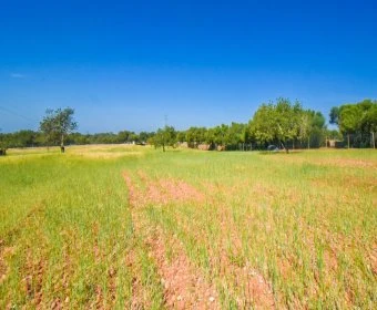 Verkauf landet Santanyí