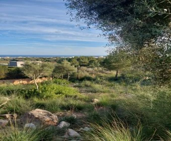 Venta Solares urbanos Son Servera