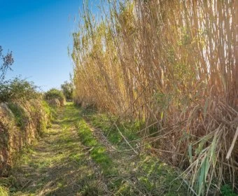 Venta Terrenos Artá
