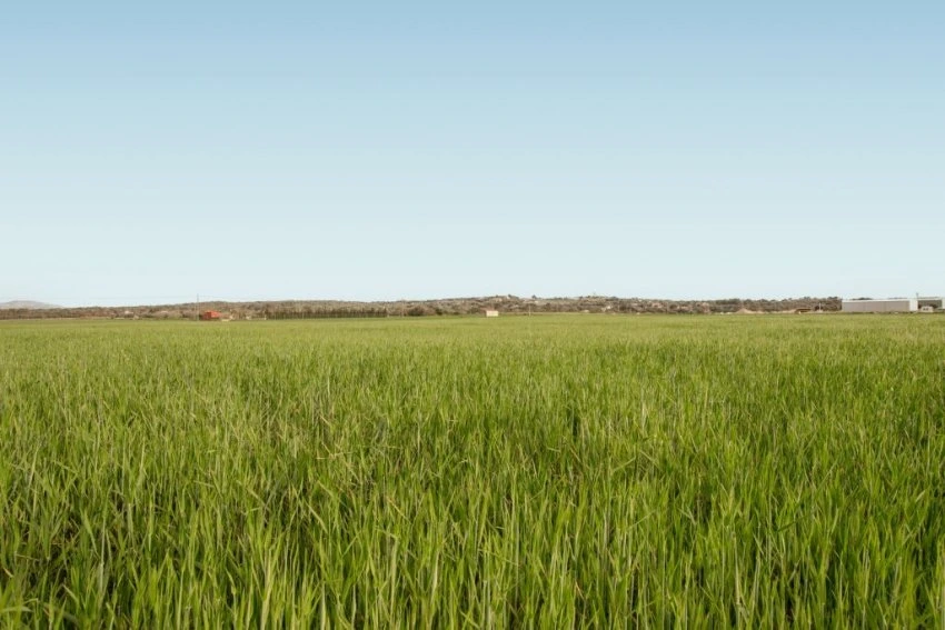 Venta Terrenos María de la salut