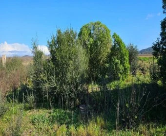 Venta Terrenos Felanitx