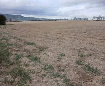 Venta Terrenos Vilafranca de Bonany