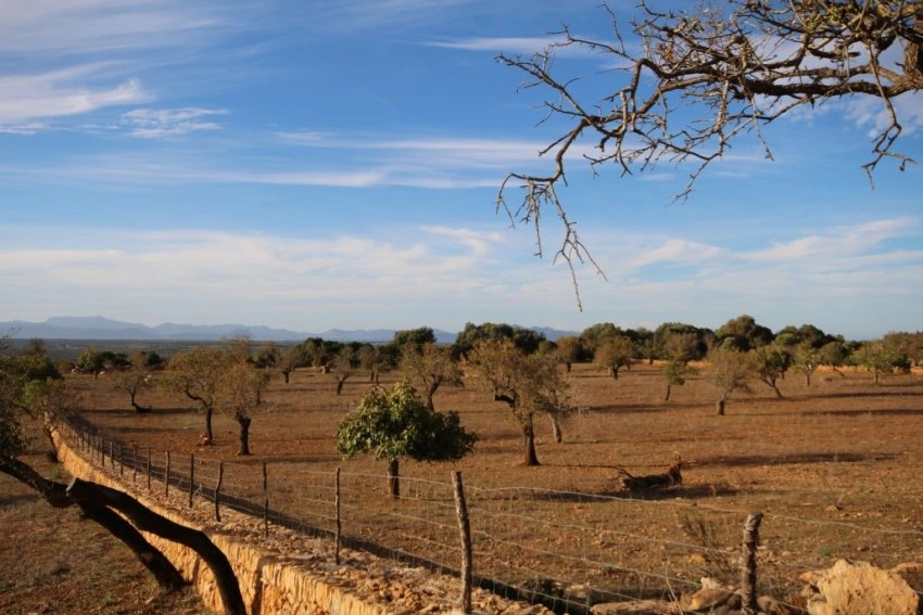 Maa myynnissä kohdassa Manacor Mallorca Espanja