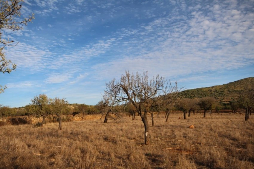 Maa myynnissä kohdassa Manacor Mallorca Espanja
