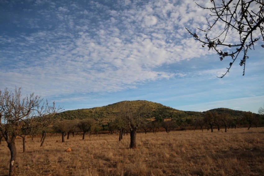 Maa myynnissä kohdassa Manacor Mallorca Espanja