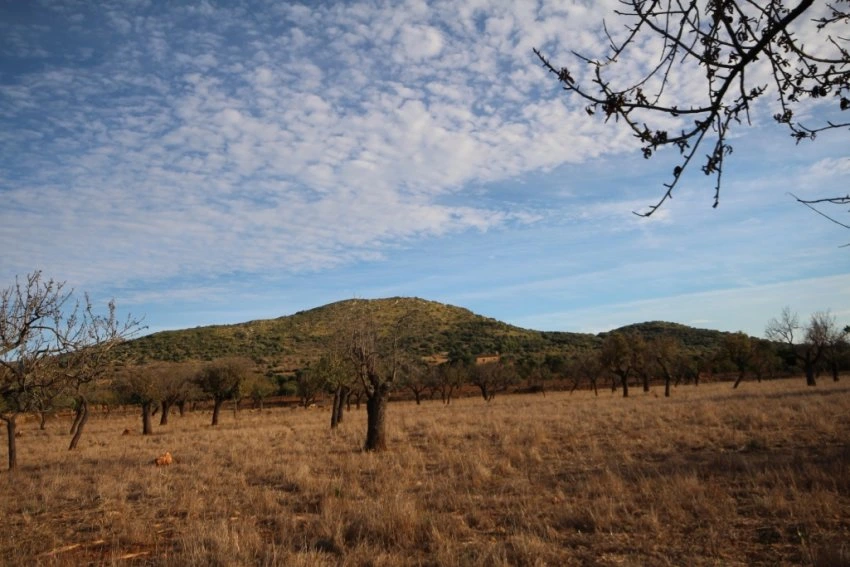 Maa myynnissä kohdassa Manacor Mallorca Espanja