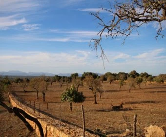 Kara satılık içinde Manacor Mallorca