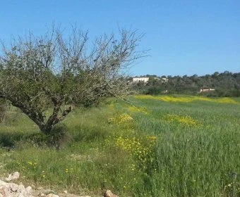 Venta Casas Rústicas Porreres