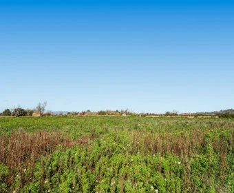 Venta Casas Rústicas Felanitx