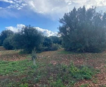 Venta Terrenos Felanitx