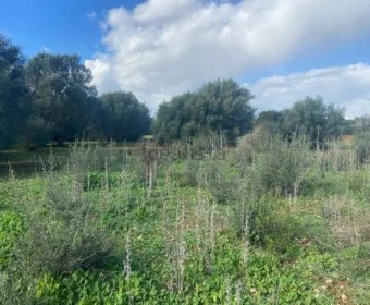 Venta Terrenos Felanitx