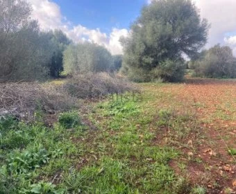 Venta Terrenos Felanitx