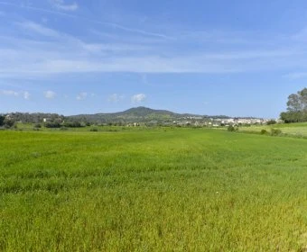 Verkauf landet Vilafranca de Bonany