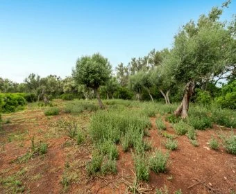 Venta Terrenos Felanitx