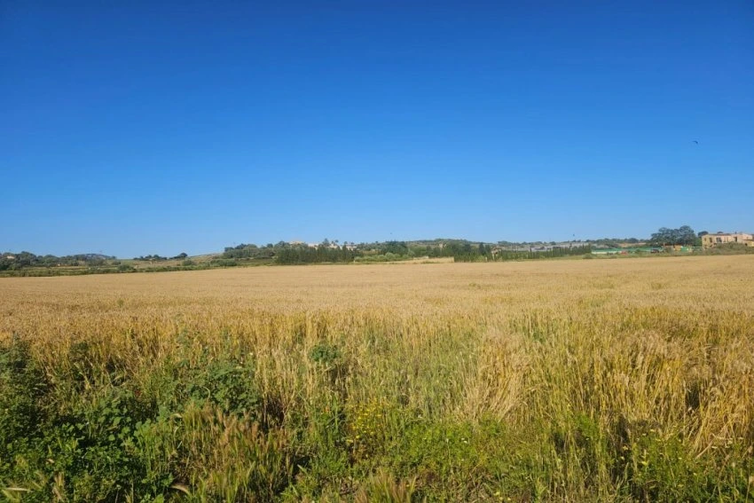 Venta Terrenos Manacor