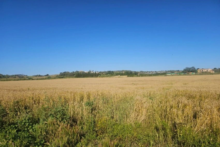 Venta Terrenos Manacor