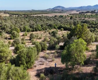 Venta Terrenos Sant Llorenç des Cardassar