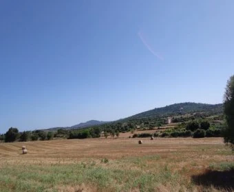 Venta Terrenos Manacor