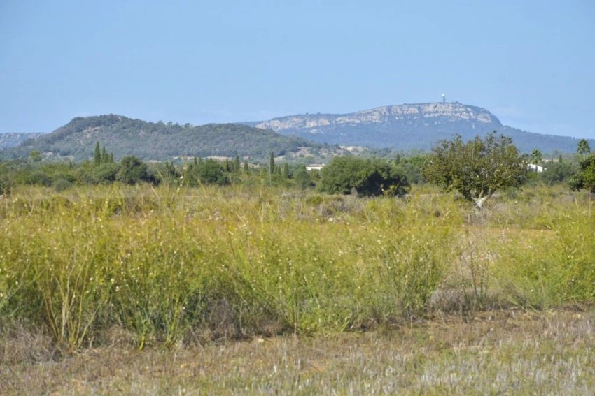 Venta Terrenos Felanitx