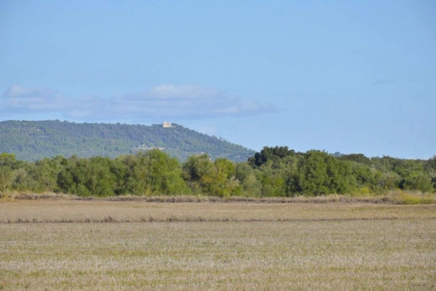Venta Terrenos Felanitx