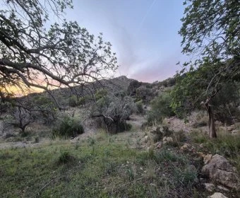 Land for sale in Sant Llorenç des Cardassar Mallorca