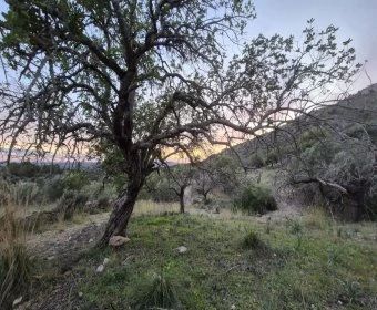 Land for sale in Sant Llorenç des Cardassar Mallorca